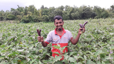 বর্ষাকালে বেগুন চাষ করে শিপনের মুখে হাসি 