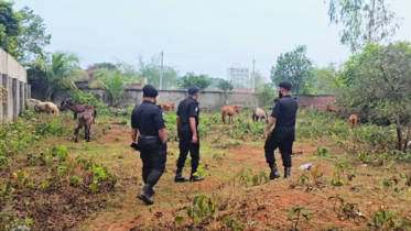র‍্যাবের অভিযানে ১২টি জীবিত ঘোড়া উদ্ধার, বিপুল মাংস জব্দ