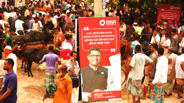 নাটোরের সিংড়ায় পশুরহাটে ক্যাশলেস লেনদেনে নগদ
