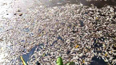 আত্রাইয়ে দুই পুকুরে বিষ দিয়ে ১৫ লাখ টাকার মাছ নিধন
