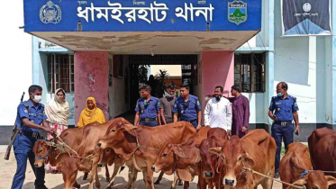 ধামইরহাট সীমান্তে ভারতীয় গরুসহ আটক ২