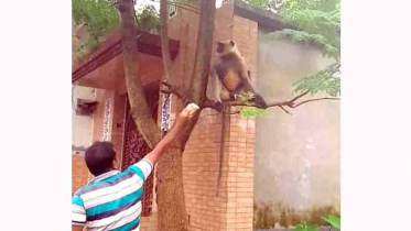 নওগাঁয় লোকালয়ে হনুমান,উৎসুক জনতা ভীড়