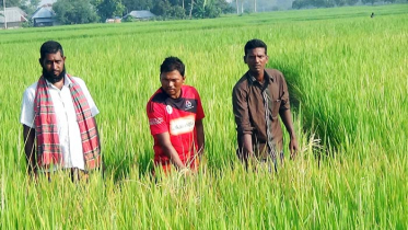 কীটনাশক দিয়ে সাড়ে ৫ বিঘা জমির ধান নষ্টের অভিযোগ