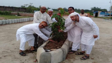 নওগাঁ মডেল টাউন সড়কের ডিভাইডারে বৃক্ষরোপন