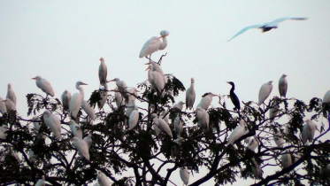 হাজারো পাখির কলকাকলিতে মুখরিত অরুণিমা