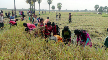 কৃষকের সোনালি ফসল ঘরে তুলতে স্কুল শিক্ষার্থীদের উদ্যোগ