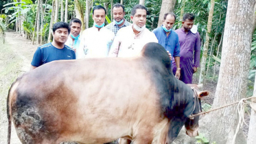 বঙ্গবন্ধু ও প্রধানমন্ত্রীর নামে কোরবানি দিলেন যুবলীগ নেতা