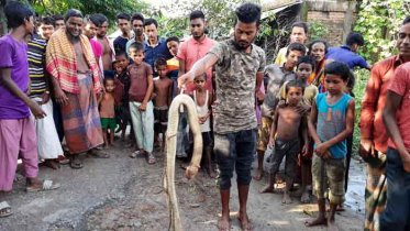 নাসিরনগরে এক সপ্তাহে মারা পড়েছে ১২টি গোখরা সাপ