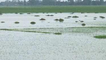 নাটোরে প্লাবিত হচ্ছে ধান সবজি ও ডালের জমি