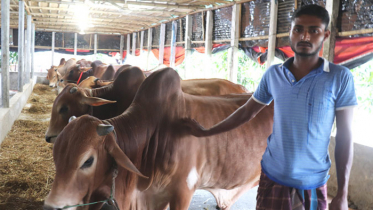 রাজশাহীতে অবিক্রিত ৪৪ হাজার গরু, ক্ষতির মুখে খামারিরা