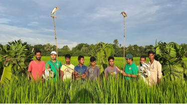 চলনবিলে বক দিয়ে বক শিকার, আটক ৩