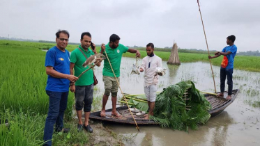 চলনবিলে শিকারির কবল থেকে ১৫টি পাখি উদ্ধার, পরে অবমুক্ত