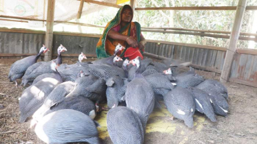 চিনা মুরগীতে দুঃখ ঘুচল আনেছা বেগমের