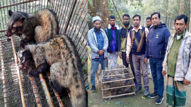 নাটোরে বিলুপ্তপ্রায় ২টি গন্ধগোকুল অবমুক্ত