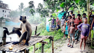 দলছুট মুখপোড়া হনুমানটি এখন সিংড়ায় 