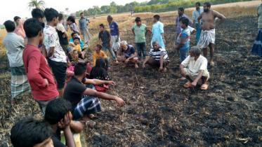 নাটোরে আগুনে পুড়ে ছাই ৩৬ বিঘা জমির পাকা গম