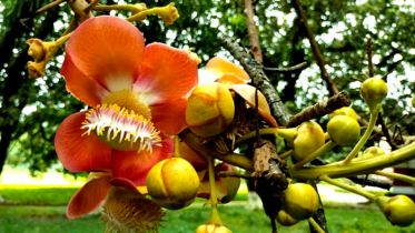 উত্তরা গণভবনের ‘নাগলিঙ্গম’ নজর কাড়ছে দর্শনার্থীদের