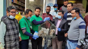 সিংড়ায় ৫টি লক্ষ্মী পেঁচার ছানা উদ্ধার 