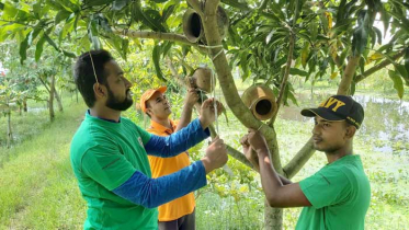 পাখিদের জন্য গাছে গাছে মাটির হাঁড়ি 