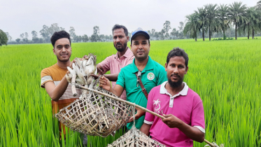 নতুন জীবন পেল চলনবিলের ১৫ বক