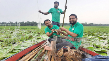 চলনবিলে মুক্ত আকশে উড়াল দিল ৫ বক