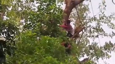 পাখির বাচ্চা ধরতে গিয়ে গাছের গর্তে আটকে গেল হাত, ৫ ঘণ্টা পর উদ্ধার