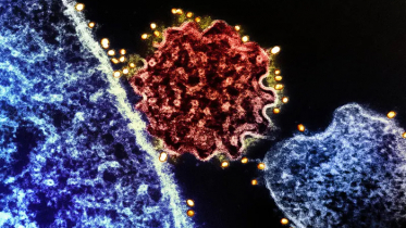 নিপাহ্ ভাইরাসে আক্রান্ত পশ্চিমবঙ্গের দুই নার্স 