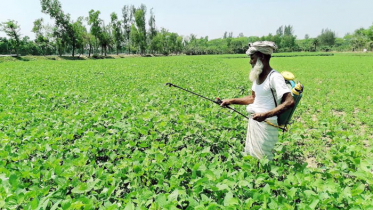 সয়াবিন চাষে লক্ষ্যমাত্রা ছাড়াবে নোয়াখালী