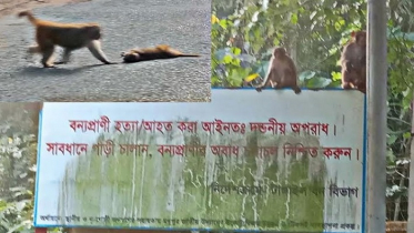 সড়ক পারাপারে প্রাণ হারাচ্ছে মধুপুর বনাঞ্চলের বন্যপ্রাণী