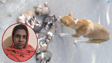 আট কুকুরছানা হত্যায় মামলা, সরকারি কর্মকর্তার স্ত্রী গ্রেপ্তার