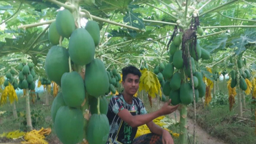 বাবু জাতের উচ্চফলনশীল পেঁপে চাষে অভাবনীয় সফলতা