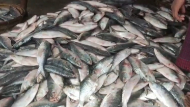 এক ট্রলারে ধরা পড়ল ৬৫ মণ ইলিশ, বিক্রি ৪০ লাখে
