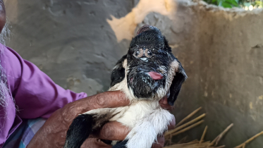 ঠাকুরগাঁওয়ে দু’টি অদ্ভুত ছাগলছানার জন্ম, এলাকায় চাঞ্চল্য