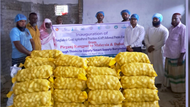 পীরগঞ্জের ‘সানশাইন’ আলু যাচ্ছে মালয়েশিয়া ও দুবাইয়ে