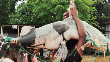 জালে ধরা পড়লো ৫০ কেজির বাঘাইড়, সাড়ে ৭৭ হাজার টাকায় বিক্রি
