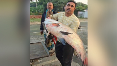দৌলত‌দিয়ায় ১৯ কে‌জির কাত‌ল ৫৩ হাজারে বি‌ক্রি
