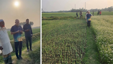 কৃষকের ক্ষতিগ্রস্ত পেঁয়াজ ক্ষেত পরিদর্শন করলেন এমপি হারুন