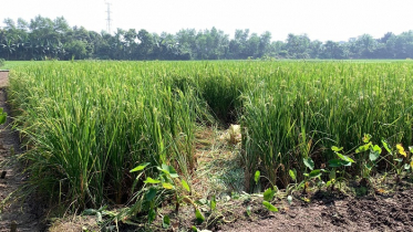 রাজশাহীতে ধানক্ষেত থেকে নারীর মরদেহ উদ্ধার