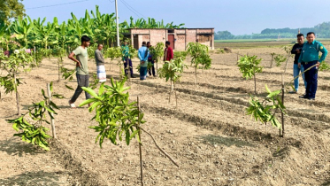 রাজশাহীতে আমবাগানে দুর্বৃত্তদের তাণ্ডব, কেটে ফেলা হলো ১১৭টি আমগাছ রাজশাহীতে আমবাগানে দুর্বৃত্তদের তাণ্ডব, কেটে ফেলা হলো ১১৭টি আমগাছ