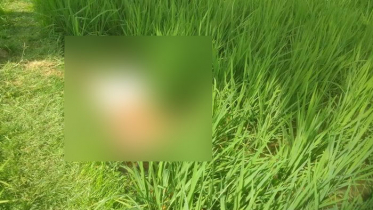 রাজশাহীতে ধানক্ষেত থেকে অজ্ঞাত লাশ উদ্ধার