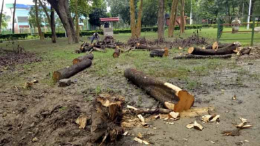 টেন্ডার ছাড়াই রাজশাহী বোটানিক্যালের ২০০ গাছ সাবাড়