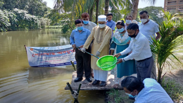 শাবিপ্রবি`র লেকে মাছের পোনা অবমুক্ত