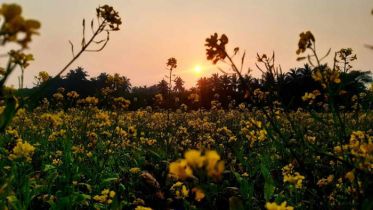 পৌষের সাজে অপরূপ গ্রাম বাংলা 