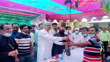 ‘বৃক্ষের ন্যায় বঙ্গবন্ধু আমাদের ছায়া ছিলেন’