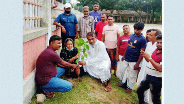 বেলকুচিতে শোক দিবস উপলক্ষে বৃক্ষরোপন কর্মসূচি