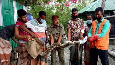 ইয়াসের জলোচ্ছ্বাসে ভেসে আসা অজগর লোকালয়, মেরেছে হাঁস-মুরগী