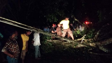 গাছ পড়ে শ্রীমঙ্গল-কমলগঞ্জ সড়কে ৩ ঘণ্টা যান চলাচল বন্ধ