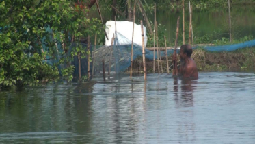 বানের পানিতে ভাসছে সাড়ে ২১ কোটি টাকার মাছ, দিশেহারা চাষিরা