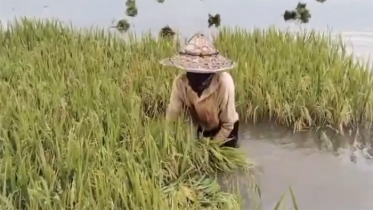 হু হু করে বাড়ছে পানি, পাকা ধান নিয়ে উৎকণ্ঠায় কৃষক