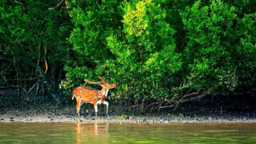 বিশ্বজুড়ে বন্যপ্রাণীর সংখ্যা কমেছে দুই তৃতীয়াংশ